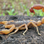 What You Should Do Immediately After A Scorpion Sting